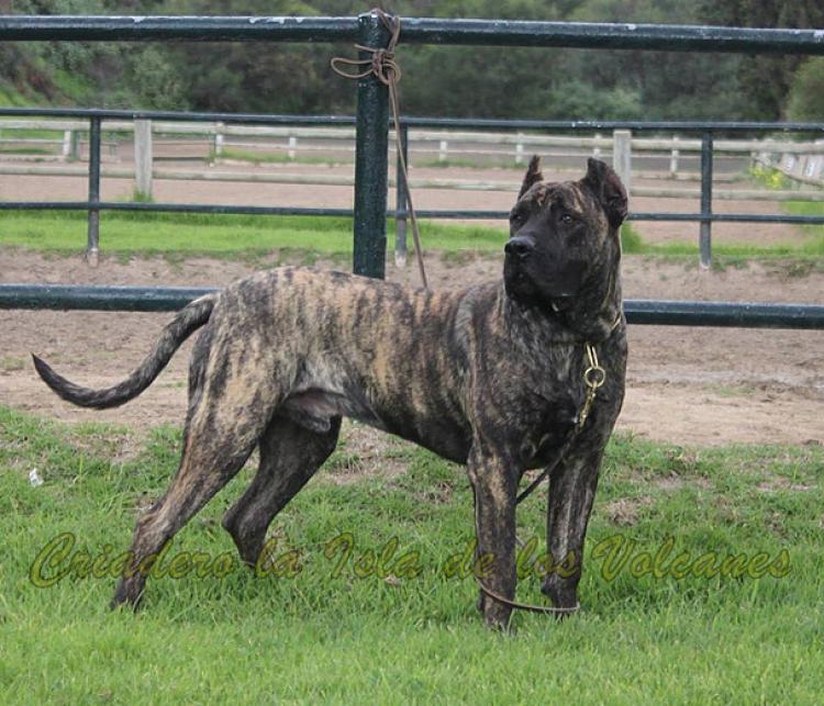 Dogo Canario. Oriol De La Isla De Los Volcanes.