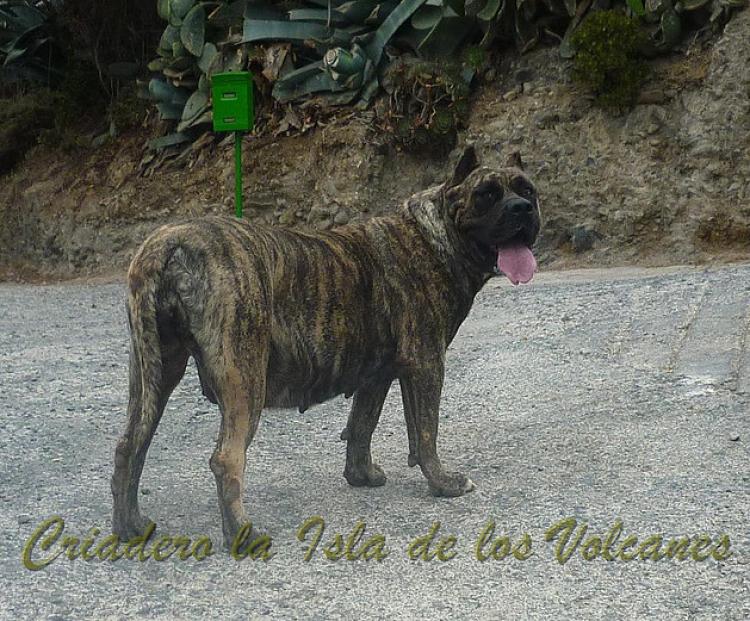 Dogo Canario. Faina De La Isla De Los Volcanes.