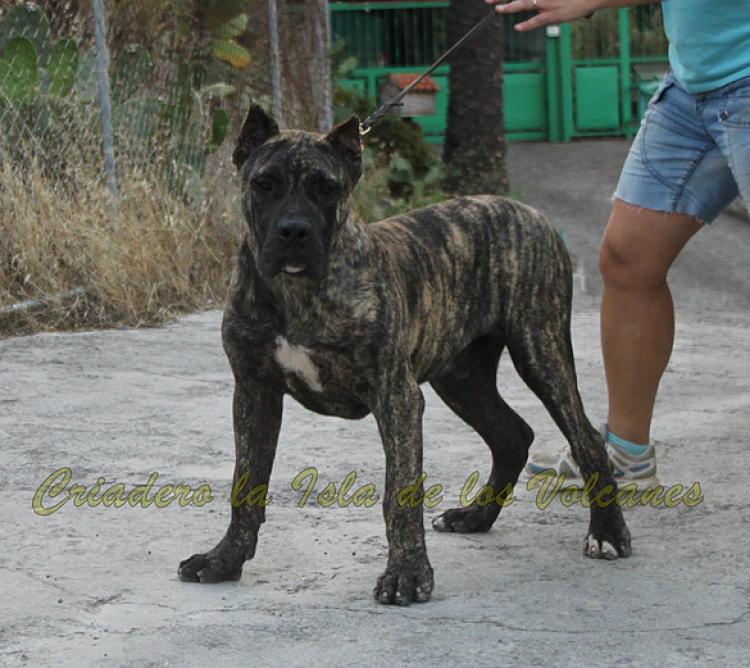 Dogo Canario. Nerón De La Isla De Los Volcanes. Dogo Canario. Nerón De La Isla De Los Volcanes.