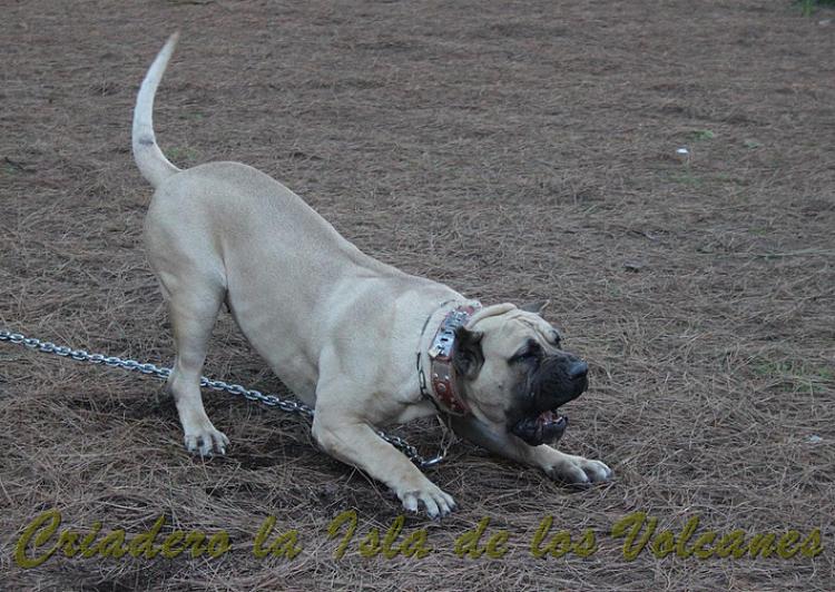 Dogo Canario. Vicky De La Isla De Los Volcanes con 15 meses.