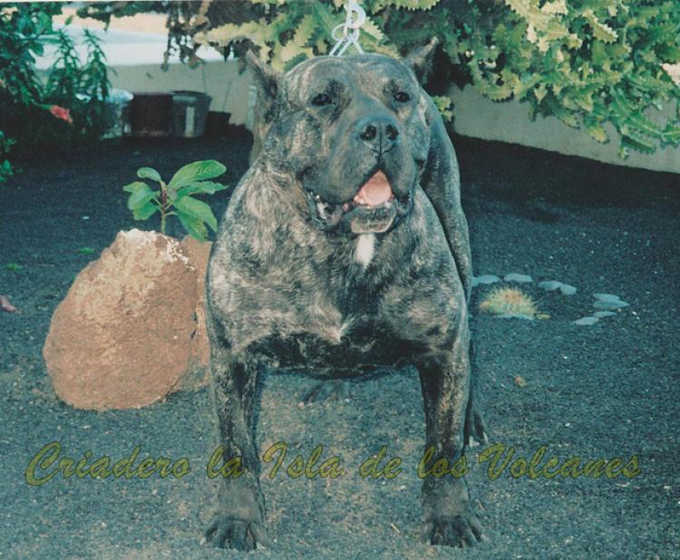 Dogo Canario. Gara De Vega Lagunera.