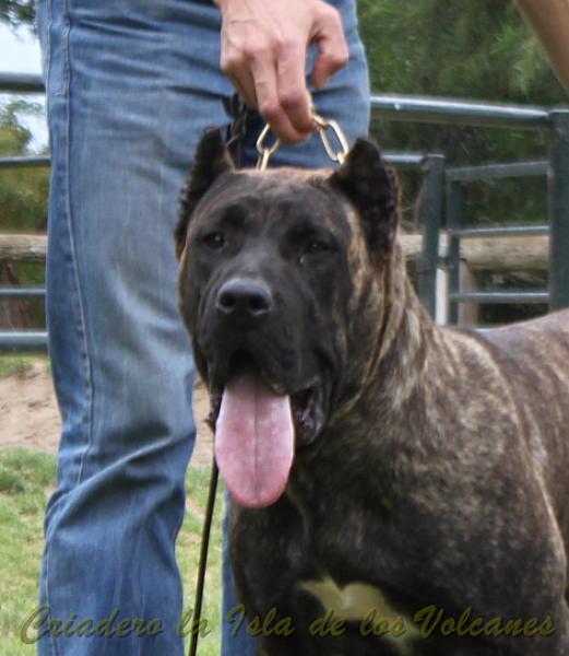 Dogo Canario. FANNY DE LA ISLA DE LOS VOLCANES.