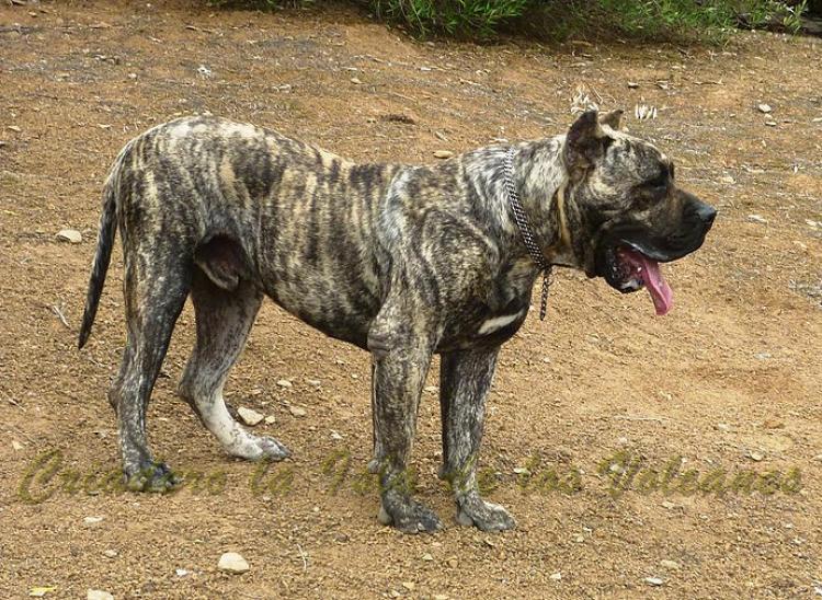 Dogo Canario. Jairo De La Isla De Los Volcanes. Dogo Canario. Jairo De La Isla De Los Volcanes.