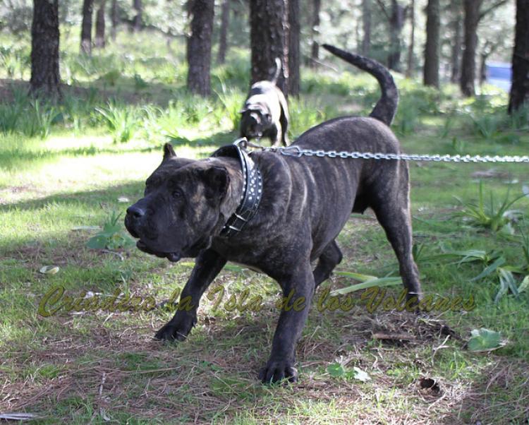 Dogo Canario. FANNY DE LA ISLA DE LOS VOLCANES con 20 meses.