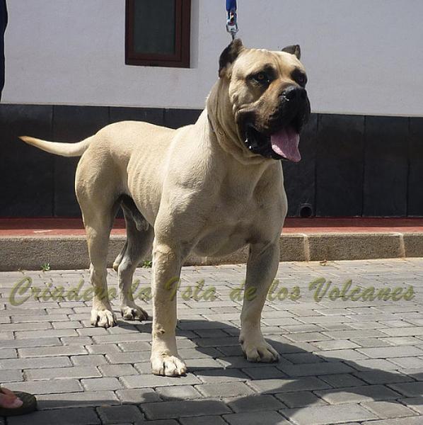 Dogo Canario. Danko De La Isla De Los Volcanes.