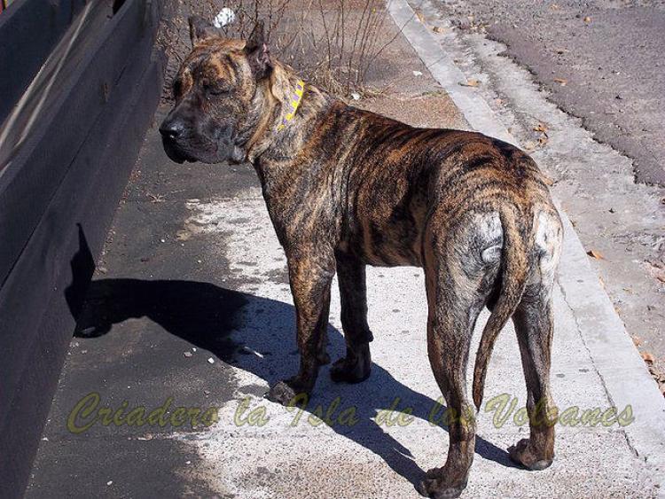 Dogo Canario. Narco De La Isla De Los Volcanes. Dogo Canario. Narco De La Isla De Los Volcanes.