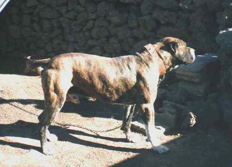 Dogo Canario. Fotos Historicas. Atrevido.