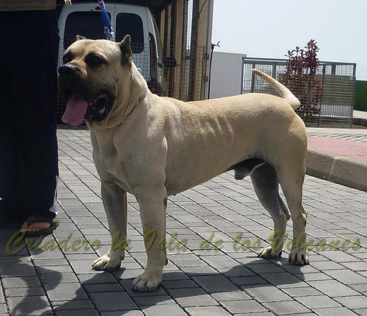 Dogo Canario. Danko De La Isla De Los Volcanes.