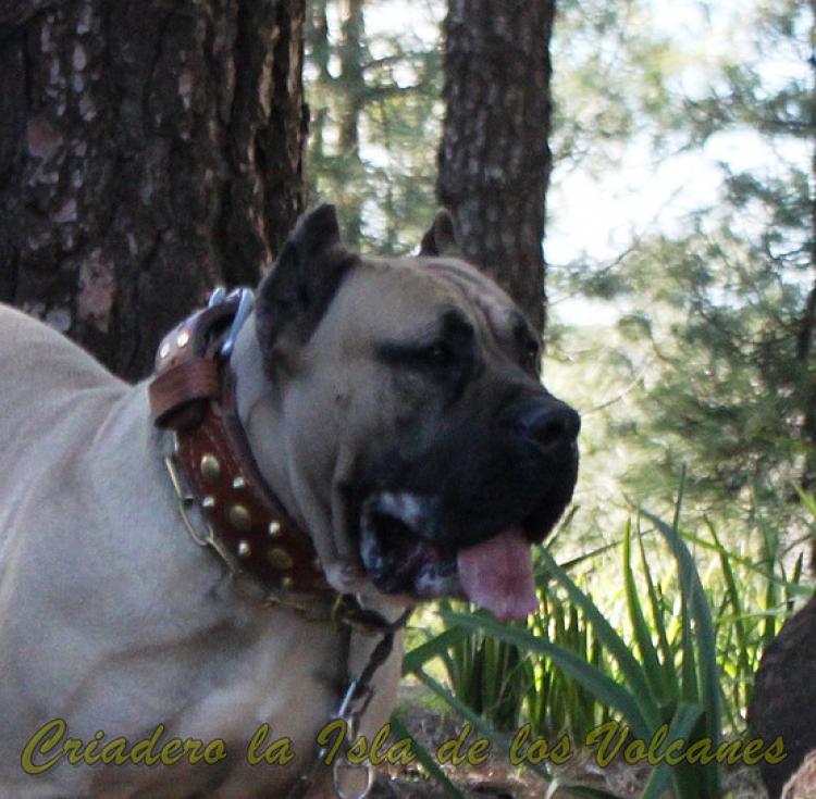 Dogo Canario. Vicky De La Isla De Los Volcanes.