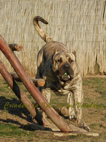 Dogo Canario. Jack De La Isla De Los Volcanes.