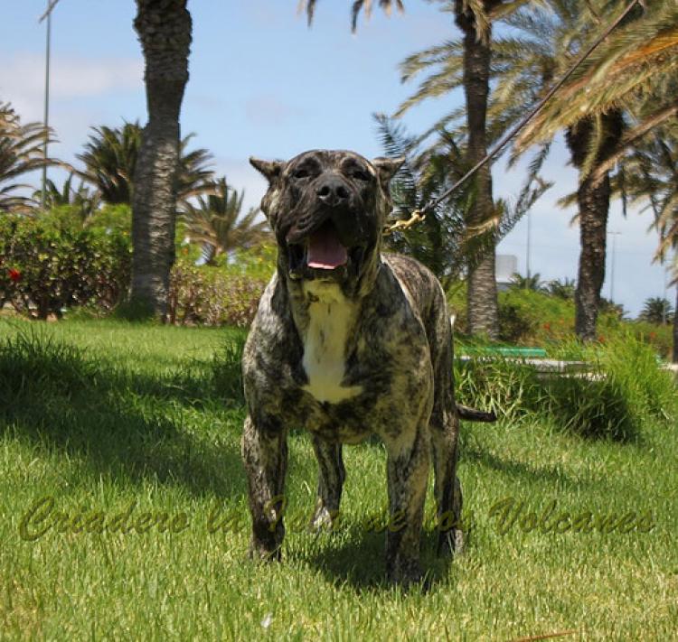 Dogo Canario. Hurcan De La Isla De Los Volcanes.