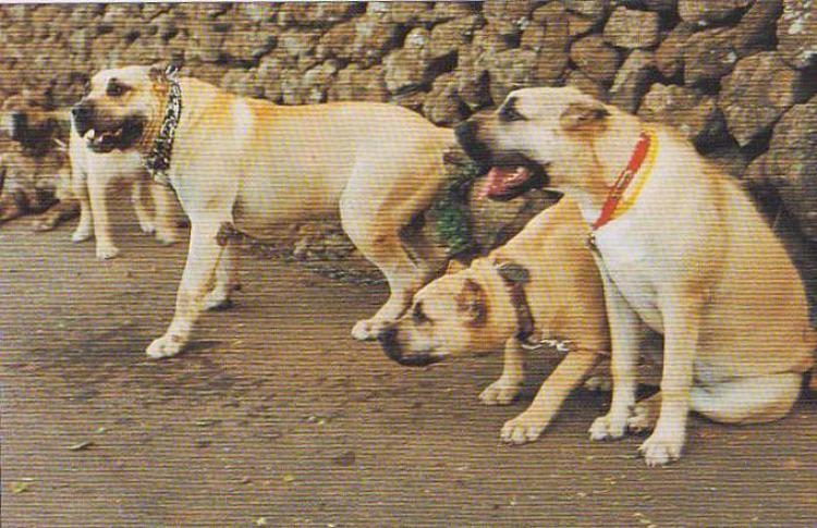 Dogo Canario. Grupo de Ejemplares.
