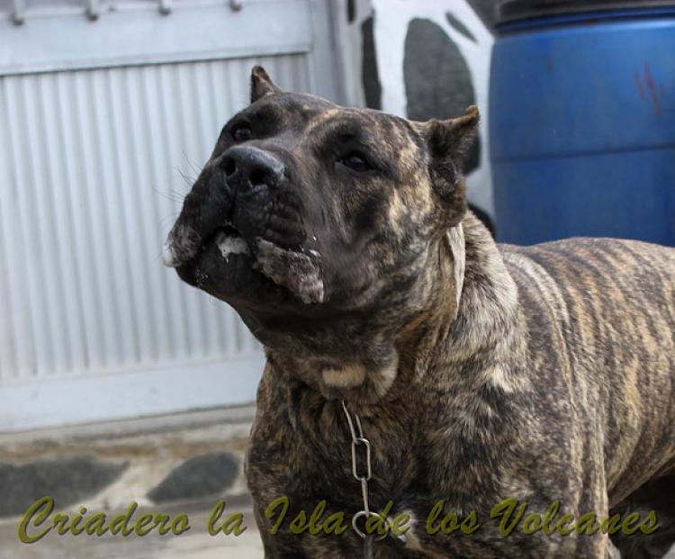 Dogo Canario. Faraon De La Isla De Los Volcanes con 8 meses.