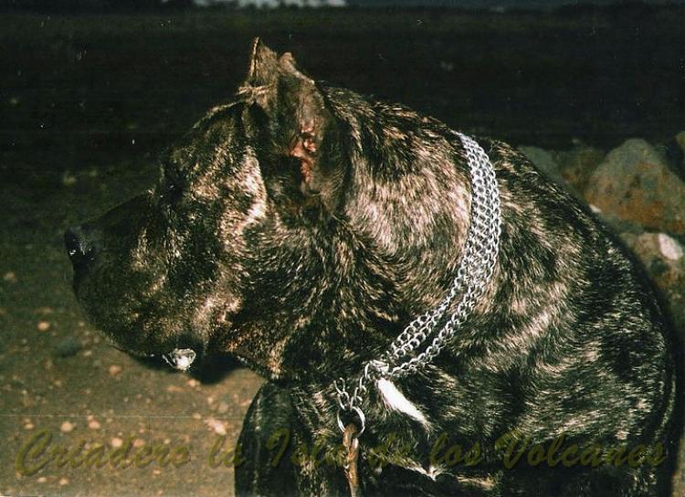 Dogo Canario. Gara De Vega Lagunera. Dogo Canario. Gara De Vega Lagunera.