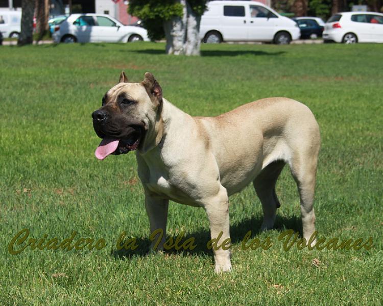 Dogo Canario. Vicky De La Isla De Los Volcanes.