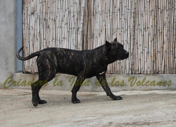 Dogo Canario. FRANCO DE LA ISLA DE LOS VOLCANES de cachorro.