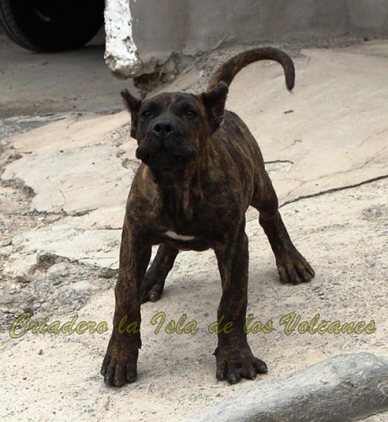 Dogo Canario. Rambo De La Isla De Los Volcanes.