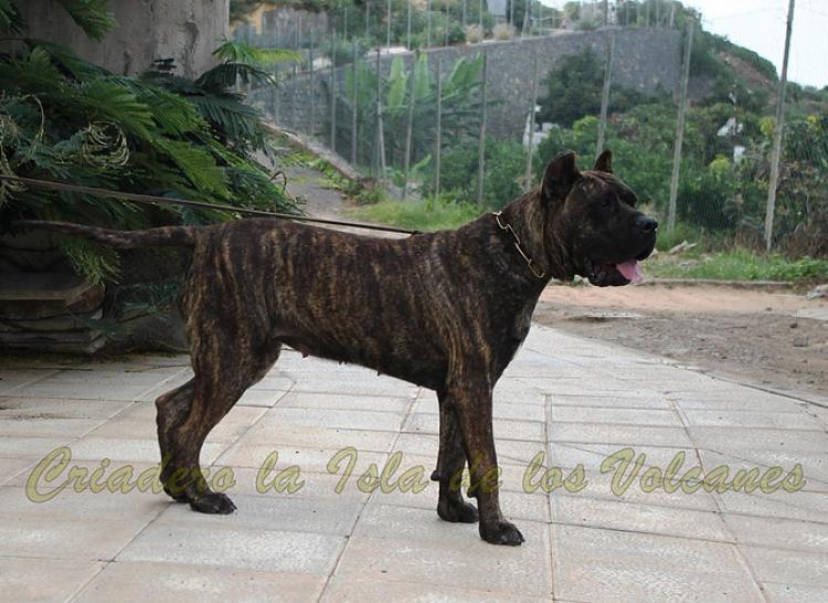 Dogo Canario. Laia De La Isla De Los Volcanes.