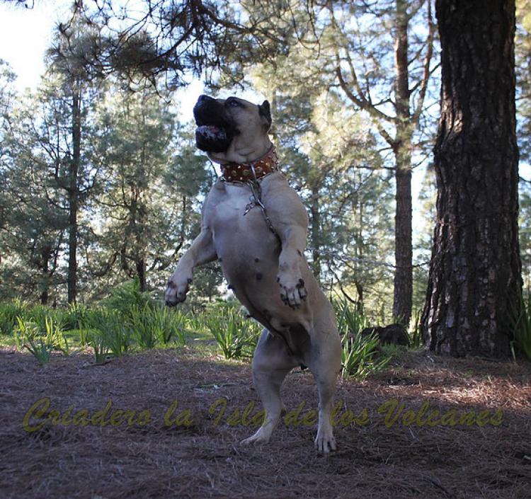 Dogo Canario. Vicky De La Isla De Los Volcanes. Dogo Canario. Vicky De La Isla De Los Volcanes.