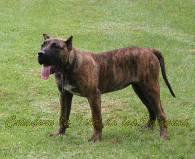 Dogo Canario. Tara De La Isla De Los Volcanes.