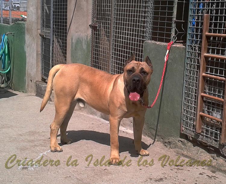 Dogo Canario. Roko De La Isla De Los Volcanes.