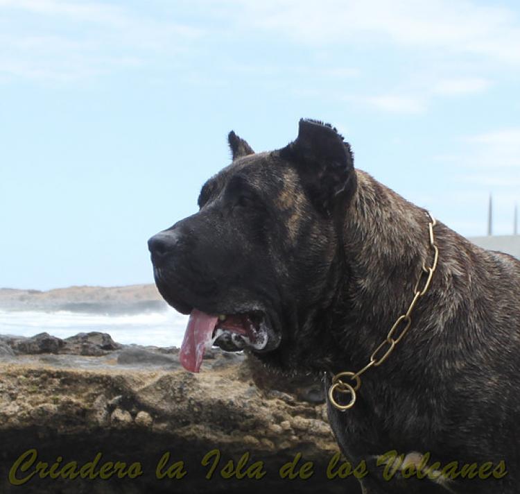 Dogo Canario. FANNY DE LA ISLA DE LOS VOLCANES de joven.