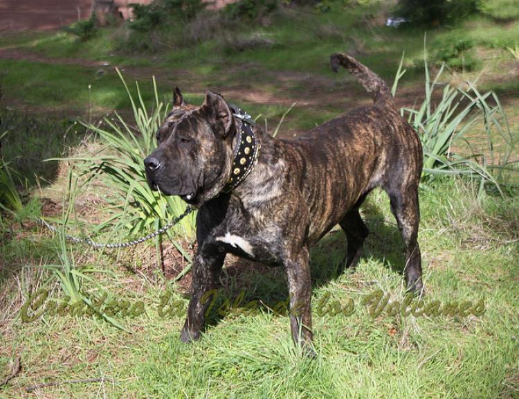 Dogo Canario. FRANCO DE LA ISLA DE LOS VOLCANES con 10 meses.