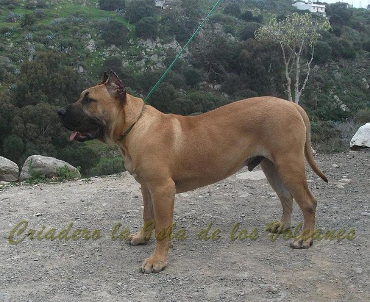 Dogo Canario. Turco De La Isla De Los Volcanes con 8 meses.