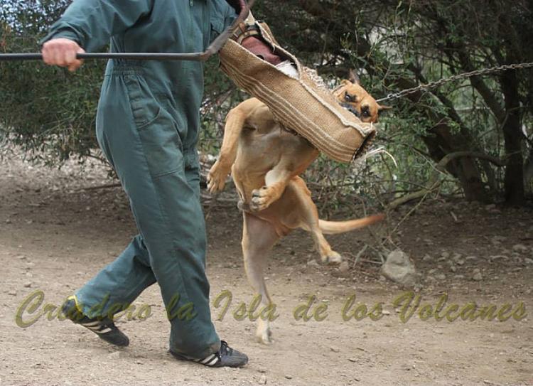 Dogo Canario. Tajan De La Isla De Los Volcanes.