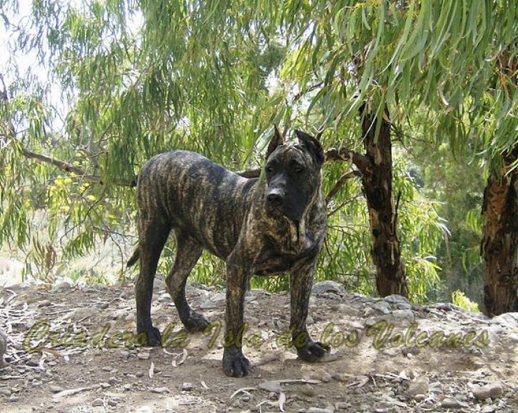 Dogo Canario. Guaira De La Isla De Los Volcanes.