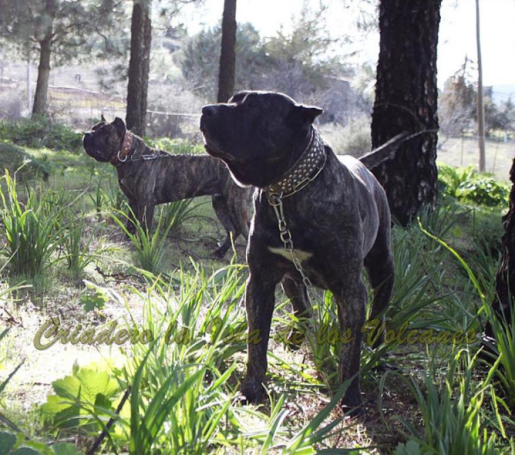 Dogo Canario. Yuma De La Isla De Los Volcanes.
