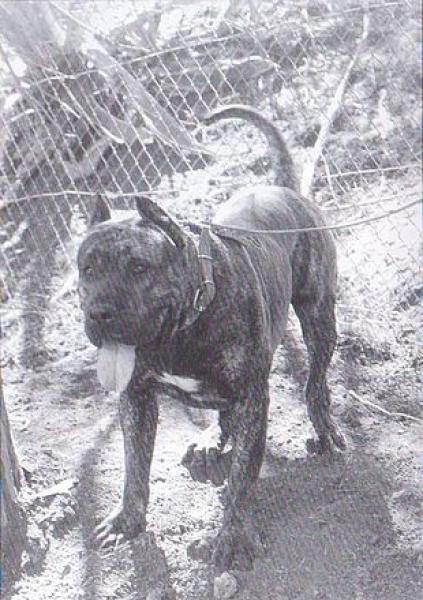 Dogo Canario. Barón II.