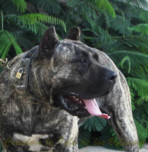 Dogo Canario. LLAIMA DE LA ISLA DE LOS VOLCANES de joven.