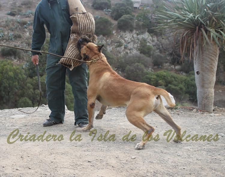 Dogo Canario. Turco De La Isla De Los Volcanes. Prueba de Caracter.