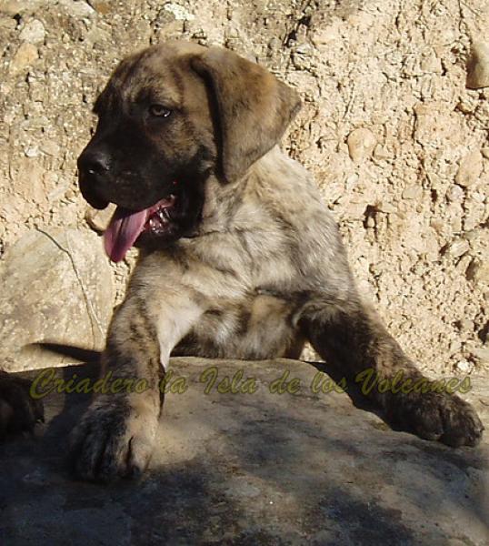 Dogo Canario. Niko De La Isla De Los Volcanes.
