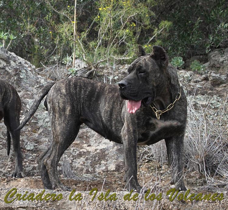 Dogo Canario. Cora De La Isla De Los Volcanes con 15 meses.