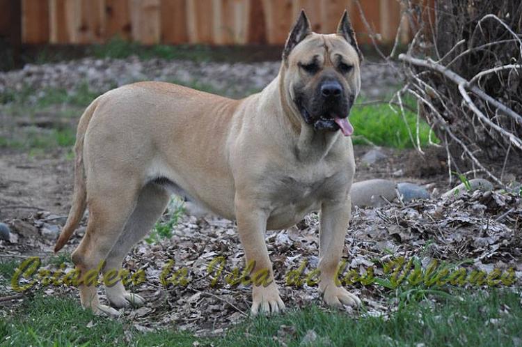 Dogo Canario. Duna I De La Isla De Los Volcanes.