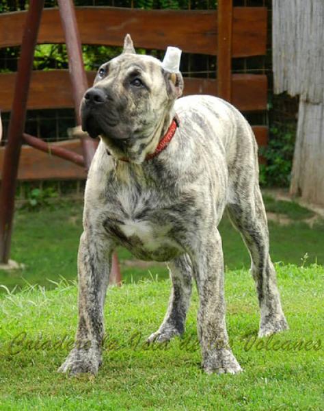 Dogo Canario. Jack De La Isla De Los Volcanes.