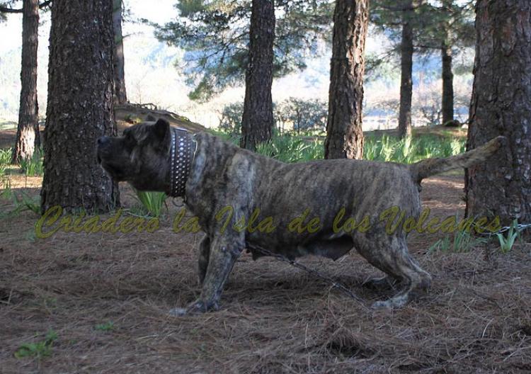 Dogo Canario. Faina De La Isla De Los Volcanes en 2015.