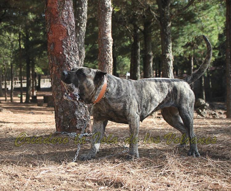 Dogo Canario. Wayra De La Isla De Los Volcanes.