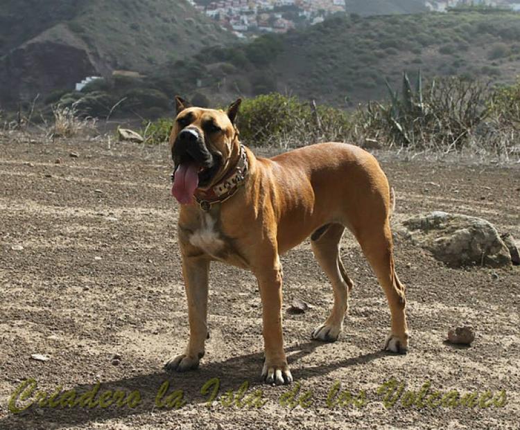 Dogo Canario. Tajan De La Isla De Los Volcanes.