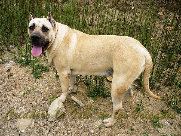 Dogo Canario. Khiara De La Isla De Los Volcanes.