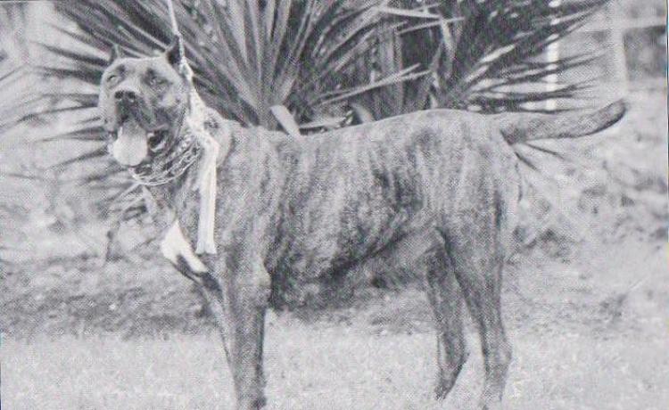 Dogo Canario. Fotos Historicas. Marquesa.