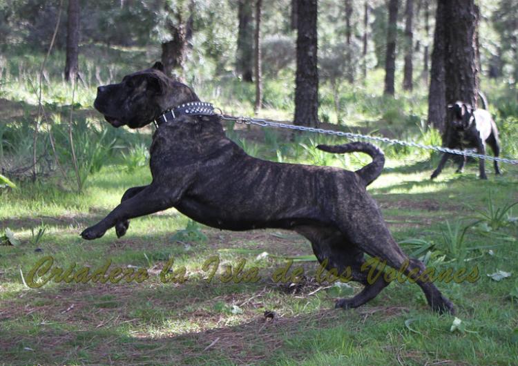 Dogo Canario. FANNY DE LA ISLA DE LOS VOLCANES con 20 meses.