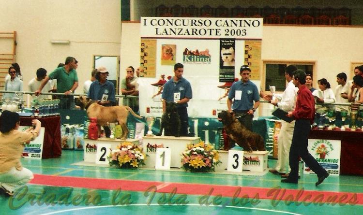 Dogo Canario. Gara De Vega Lagunera.