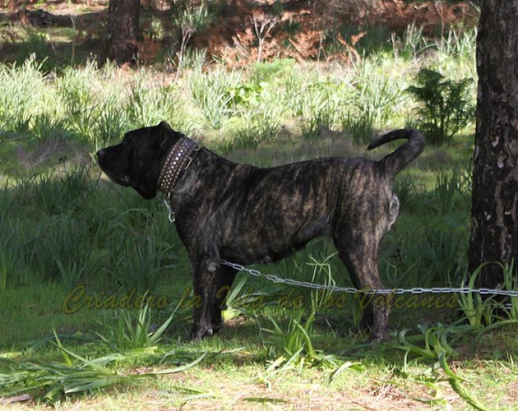 Dogo Canario. Yuma De La Isla De Los Volcanes en 2015.
