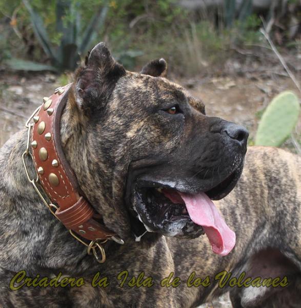 Dogo Canario. Faraon De La Isla De Los Volcanes.