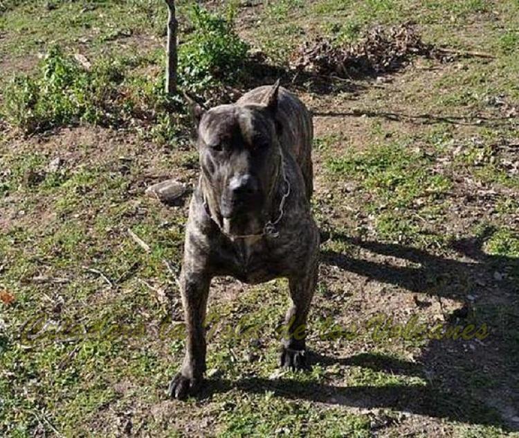 Dogo Canario. Guaira De La Isla De Los Volcanes.