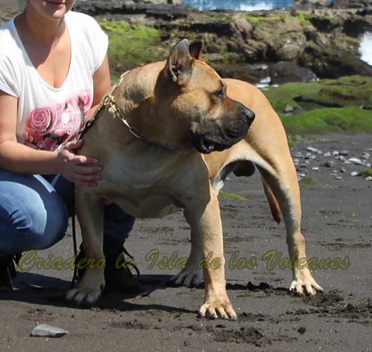 Dogo Canario. Turco De La Isla De Los Volcanes.