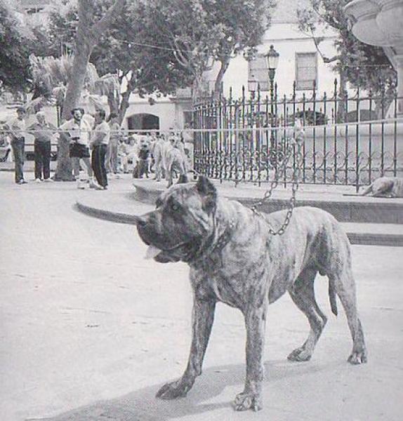 Dogo Canario. Fotos Historicas. Muesta Popular.